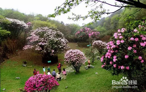 金佛山杜鹃花赏花路线