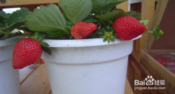 盆栽草莓苗的种植方法及注意事项