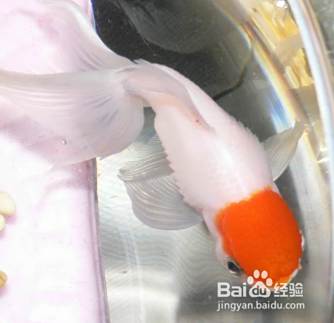 金鱼炸鳞怎么治 百度经验