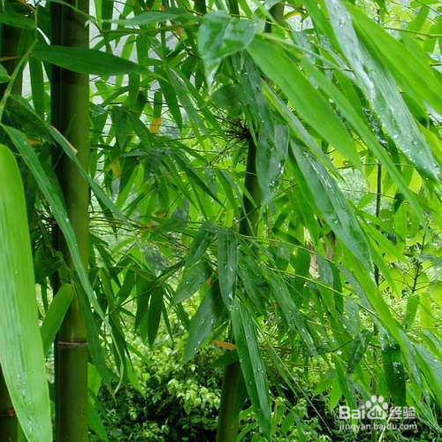 竹子叶黄如何修补?