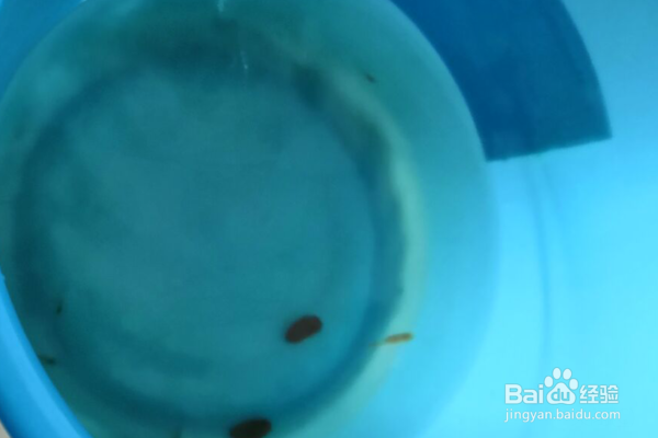 新手养鱼怎么给鱼换水？