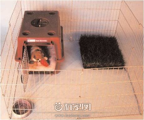 怎样从专业的角度训练大小便