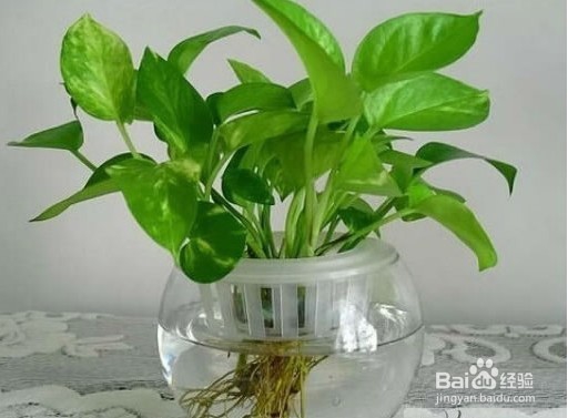 18种常见室内植物的功效