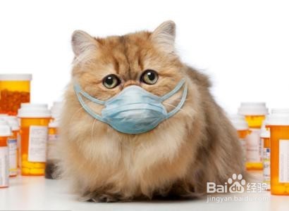 猫咪受伤后怎么处理伤口