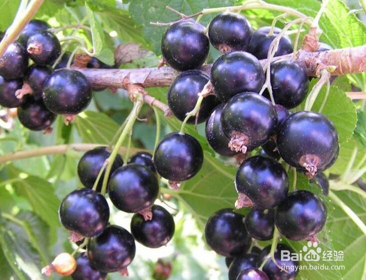 花青素是如何转化为冻干花青素的