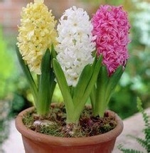 【风信子】解读风信子的养殖方法及注意事项