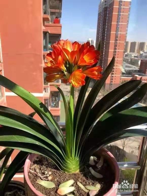 君子兰白掌,4年不开花,这几招分分钟开爆盆