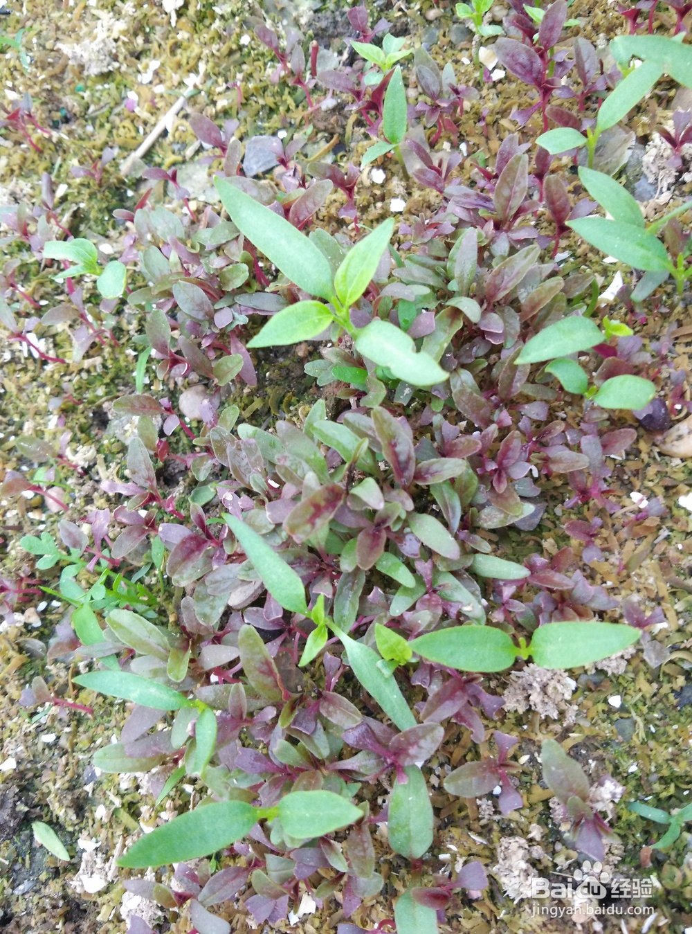 春天阳台上适合种什么蔬菜？