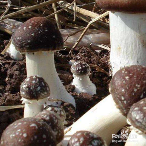 大球盖菇栽培技术