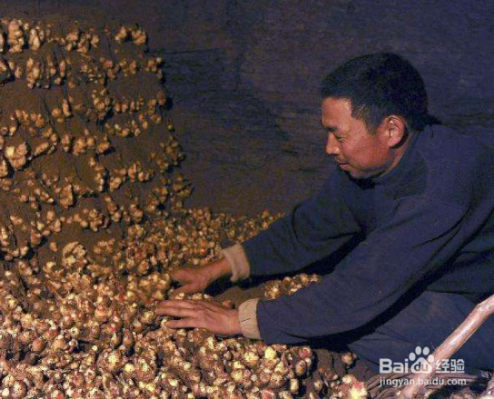 生姜的保存方法