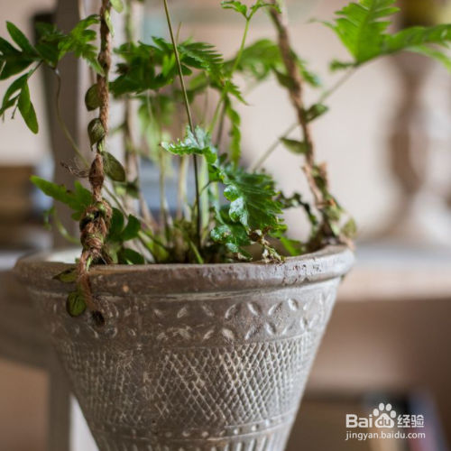 花盆里有蜈蚣怎么去除