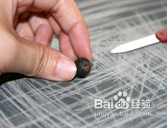 睡莲种子怎么种
