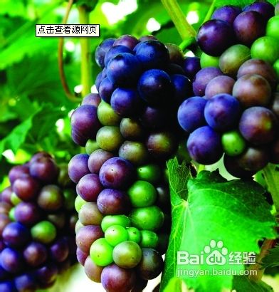 夏天吃什么水果好