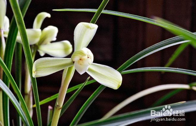 冬天能中午浇水的花有哪些？