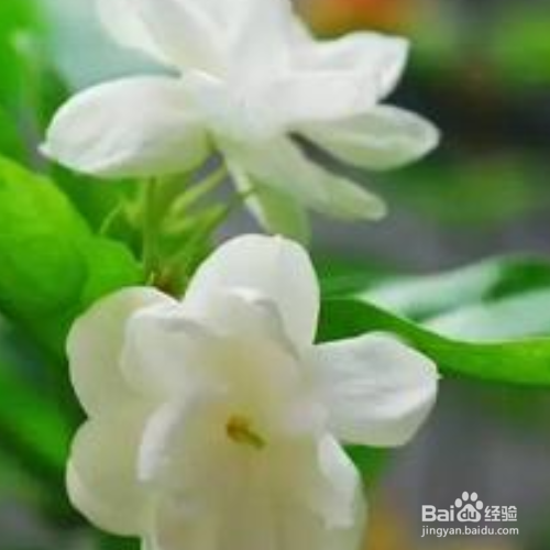 秋天茉莉的养殖方法和注意事项