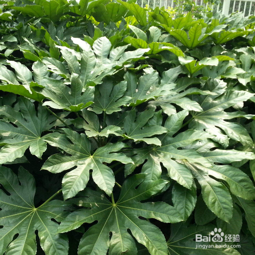 八角金盘常见虫害及其防治？