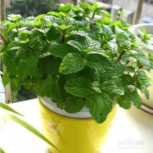 不开花也能散发香味的绿植，很适合阳台养护