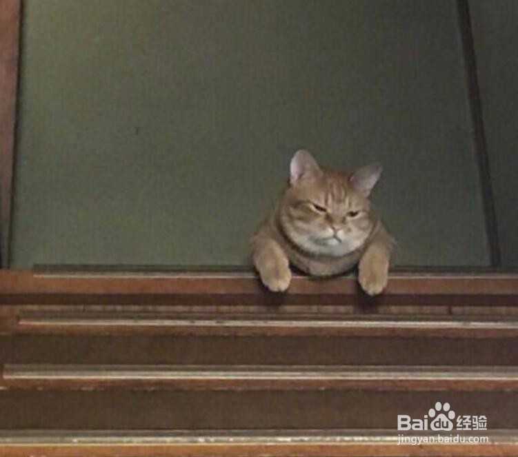 宠主没给橘猫喂食,喵:我有这奴才又如何