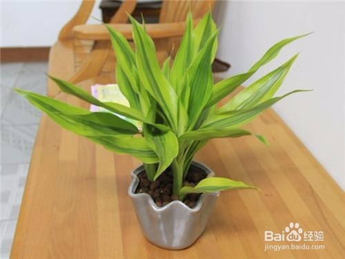 富贵竹杆发黄怎么办