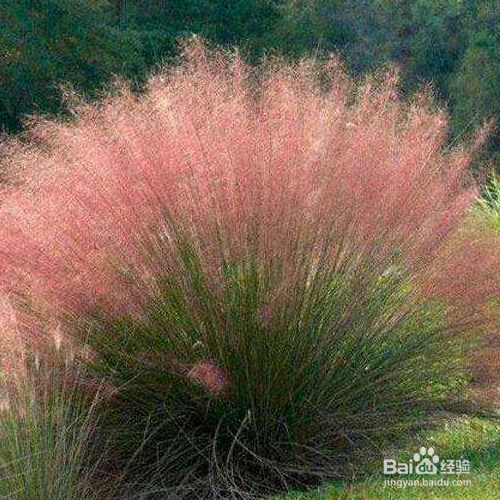 粉黛乱子草怎么才能养殖好?