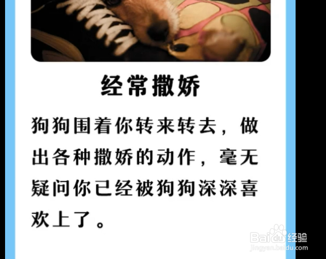 狗狗对主人，有哪些表现？