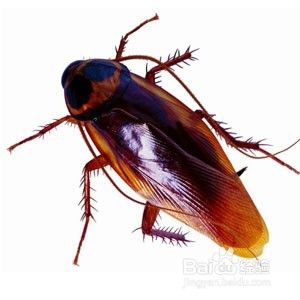 如何预防蟑螂小强？