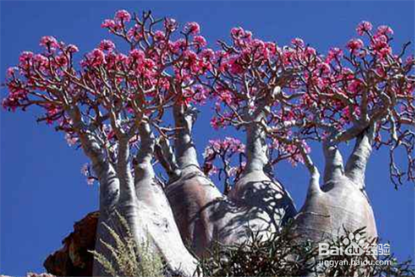 养护沙漠玫瑰要注意些什么，有什么技巧