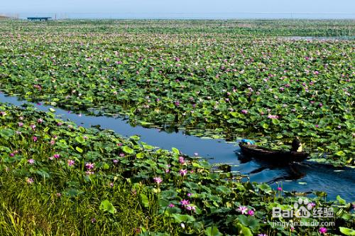 洪湖附近旅游攻略