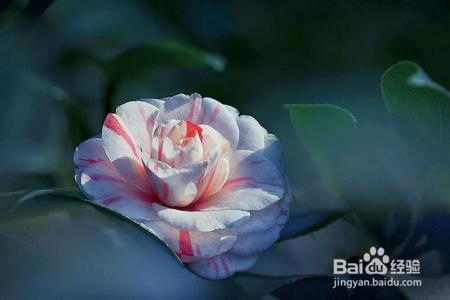 凛冬已至,闲以养花,最怡趣养心