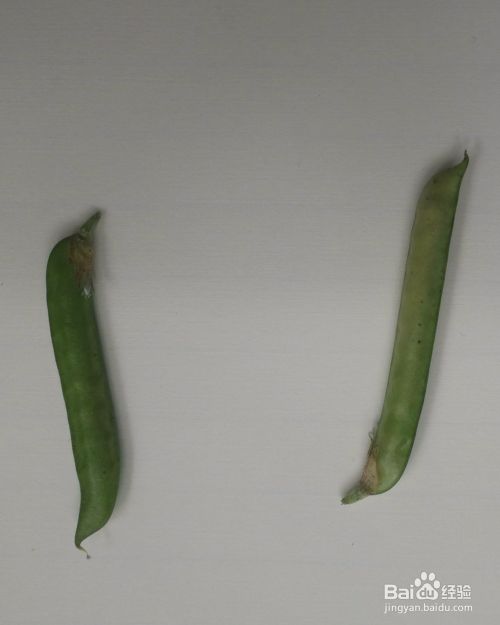 如何用野豌豆荚吹出口哨 百度经验