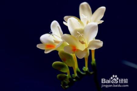 这4种花，就在冬天长得旺，花开的又多又艳，快来瞧瞧！