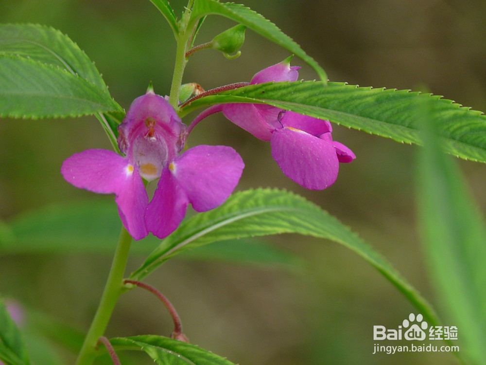 凤仙花蔫了是怎么回事