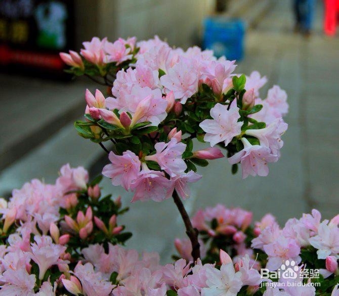 西塘旅游攻略【自助游必备】