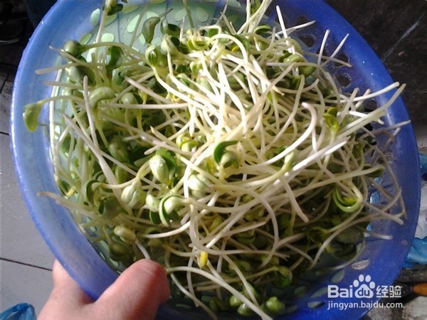 怎么醋溜长豆芽更好吃