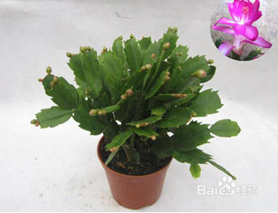 蟹脚兰打花苞如何浇水