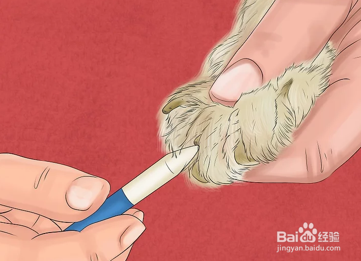 如何给狗狗的趾甲床止血