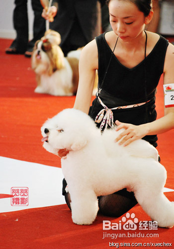 比熊犬的泪痕该怎么处理
