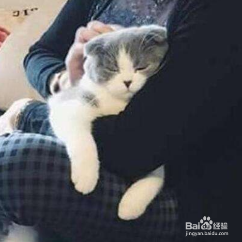 猫咪为什么不喜欢别人抱?