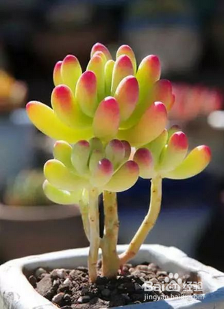 多肉徒长 越长越高的原因有哪些 百度经验