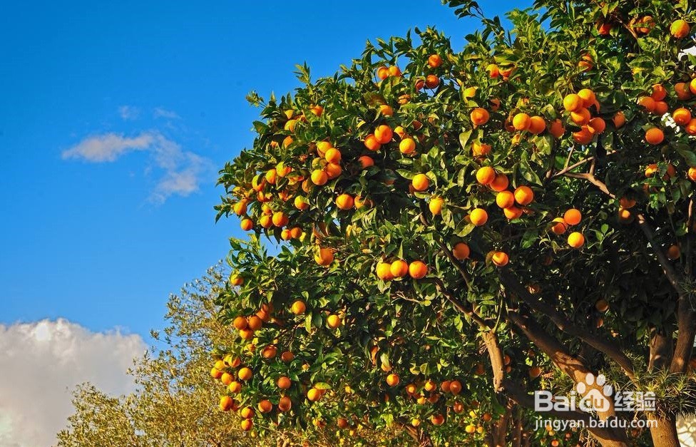 生态果园利用太阳能杀虫灯开展绿色防控