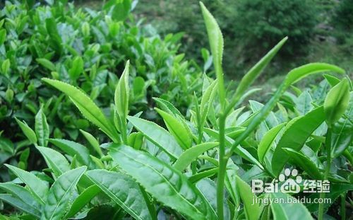 铁观音是一种什么茶