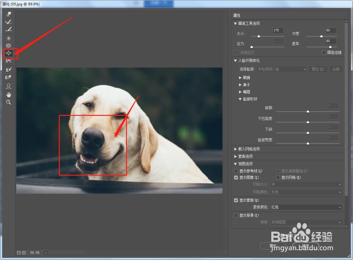 如何在PS中将宠物狗的鼻子做成变大的效果？