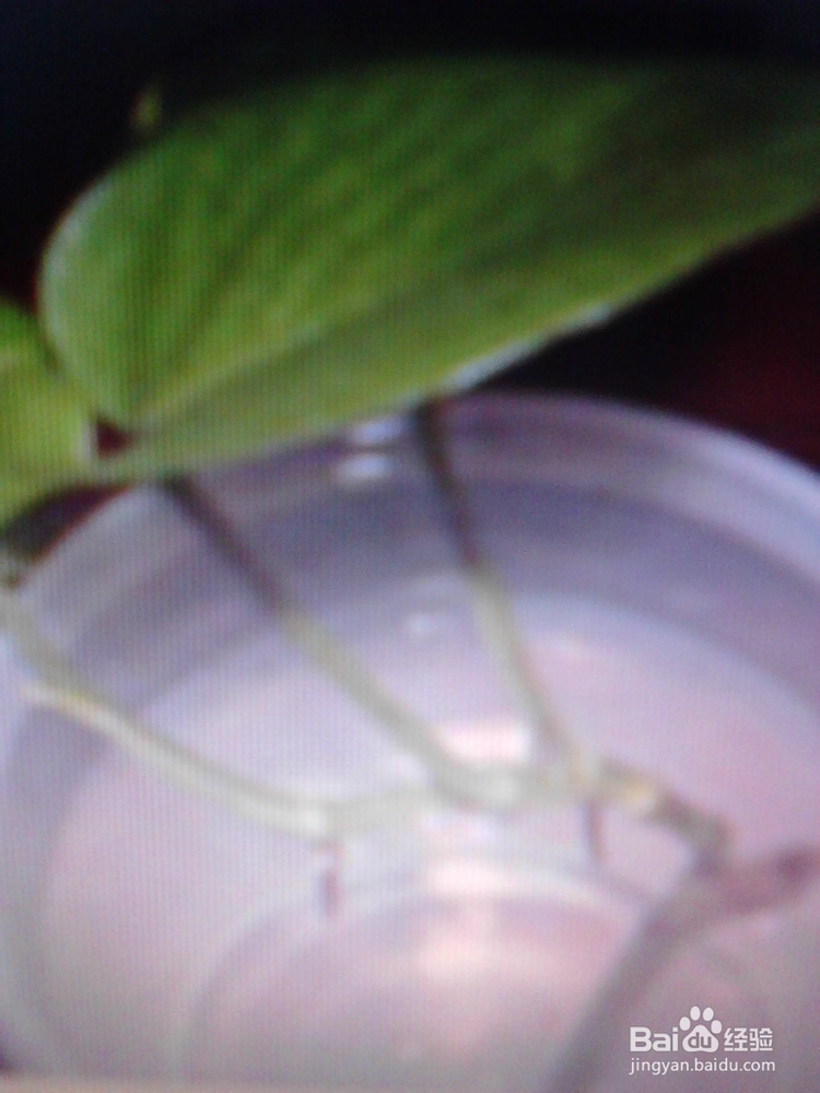 绿萝的养殖与繁殖技巧