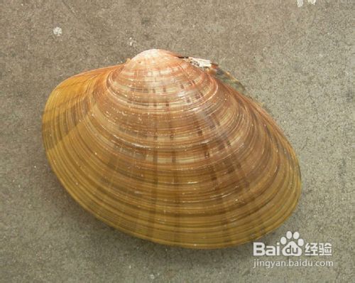 食物治疗脱发的小窍门儿