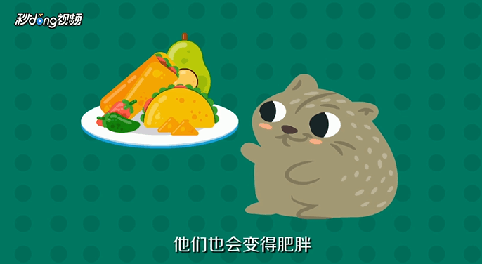 荷兰猪吃什么的呢