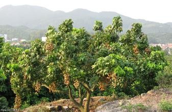 #每日都要吃#桂圆的好处