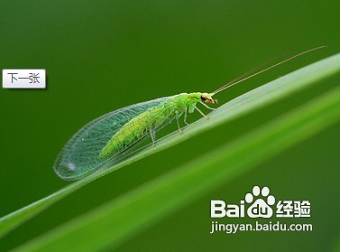 家中常见昆虫的鉴别方法