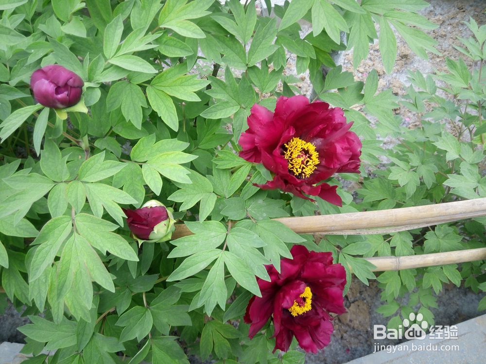 如何区别牡丹和芍药！