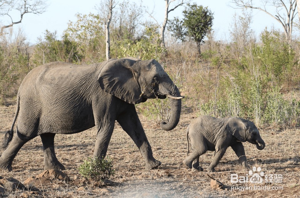 10只准备离开巢的动物