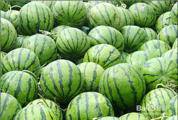 如何挑选西瓜？夏季如何选西瓜？